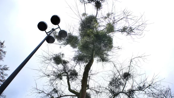Dieser Baum auf dem &Uuml;bergangsbusbahnhof im S&uuml;ltebusch ist ebenfalls heftig von Misteln befallen. - &copy; Ulf Hanke