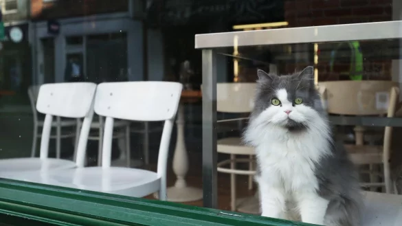 Katzenkrankheit in Gro&szlig;britannien - &copy; Foto: Yui Mok/PA Wire/dpa