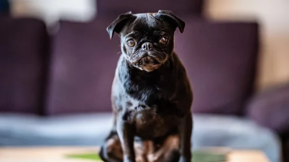 Der Gerichtsstreit um Mops Edda geht an die h&ouml;here Instanz. - &copy; dpa