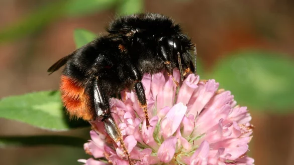 Eine Steinhummel - &copy; Foto: Helge May/NABU/dpa/Archiv