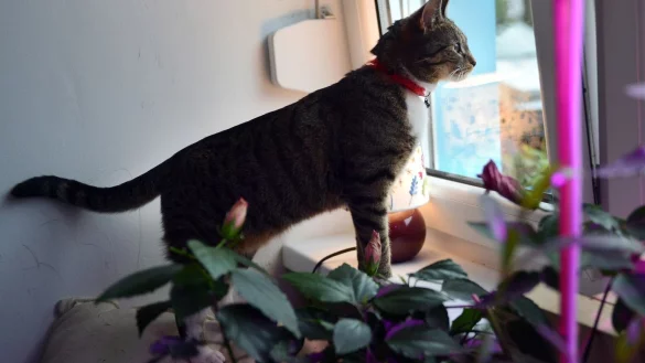 Bei Katzen z&auml;hlt die K&ouml;rpersprache - &copy; Foto: Britta Pedersen/dpa-Zentralbild/dpa