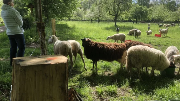 Der Bierweg ist bei den Lemgoern ein beliebter Spazierpfad vom Schloss zum Walkenfeld. Durch den Austausch der beim Hochwasser vergangenes Jahr besch&auml;digten Z&auml;une, hat auch die Schafhaltung auf den Streuobstwiesen wieder eine Zukunft. - &copy; Till Brand