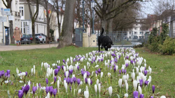 Fr&uuml;hjahrsbl&uuml;her wie diese Krokusse an der Allee in Detmold verspr&uuml;hen schon einen Hauch von Fr&uuml;hling. Dar&uuml;ber freut sich auch Hund Luna. - &copy; Jana Beckmann