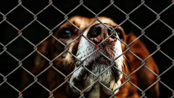 Wenn der Wunsch nach einem Haustier unerf&uuml;llt bleibt, reagieren einige Abgewiesene nicht nur mit Entt&auml;uschung. - &copy; Symbolbild: Pixabay