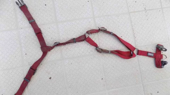 Dieses Geschirr hatte der Hund getragen, als er aufgefunden wurde. - &copy; Tierheim Detmold