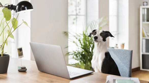 Der perfekte Coach f&uuml;r Karrierelektionen mit Herz und Schnauze. - &copy; imago images/Westend61