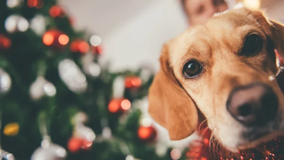 Hunde zu Weihnachten verschenken? Eine schlechte Idee! - © kerkezz - stock.adobe.com