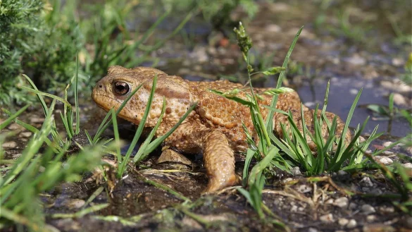 Kr&ouml;ten gehen auf Wanderschaft. Um sie zu sch&uuml;tzen werden Fangz&auml;une aufgestelt. - &copy; Symbolfoto: Pixabay
