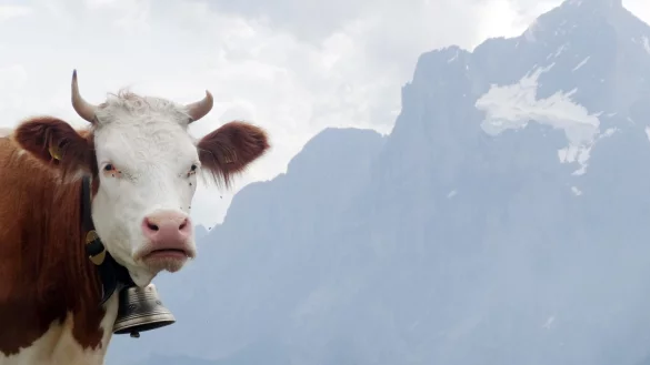 Eine Kuh auf einer Weide - &copy; Foto: Andrea Warnecke