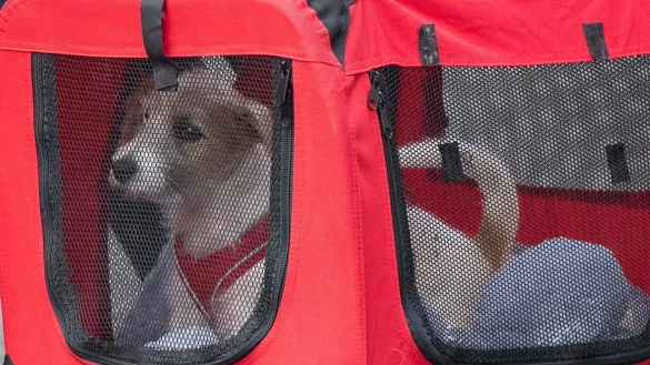 Boris Johnson adoptiert Hund - &copy; Foto: Dominic Lipinski/PA
