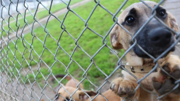 "Ingo" und "Freddi" sind zwei der 43 Welpen, die im vergangenen Jahr aus furchtbaren Umst&auml;nden gerettet wurden. 30 der Jungtiere &uuml;berlebten nicht. - &copy; Archivfoto: Janet K&ouml;nig
