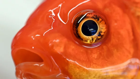 Fischtier&auml;rztin Sandra Lechleiter - &copy; Foto: Uli Deck/dpa