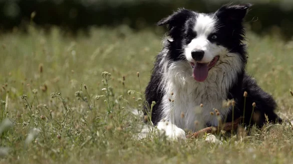 Hund auf einer Wiese - &copy; Foto: Maurizio Gambarini