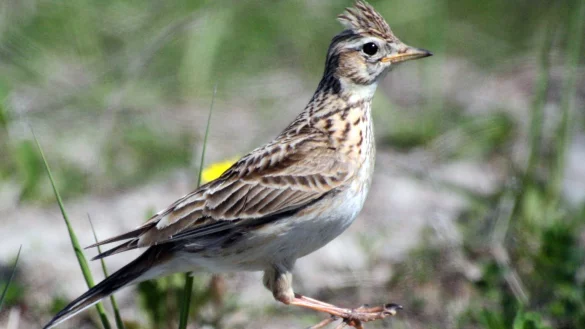 Feldlerche - &copy; Foto: Andreas Neuthe