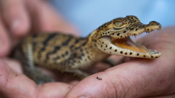 Krokodil ist Zootier des Jahres 2021 - &copy; Foto: Monika Skolimowska/dpa-Zentralbild/dpa
