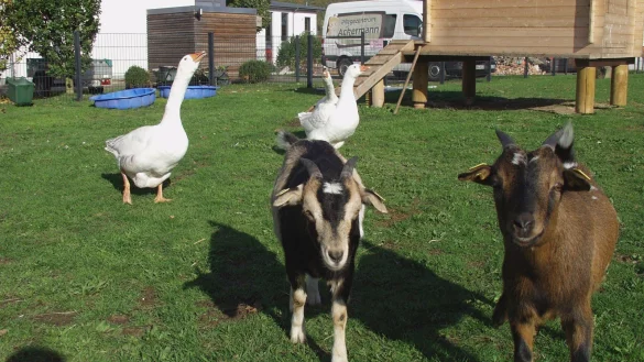 Die G&auml;nse und Zwergziegen leben friedlich zusammen in einem Gehege. - &copy; Wulf Daneyko