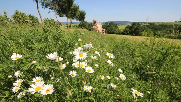Diesen Bl&uuml;hstreifen auf dem Eggeberg bei Kalldorf haben Gemeinde und Vereinsgemeinschaft angelegt. Er soll Insekten Nahrung liefern. - &copy; Jens Rademacher
