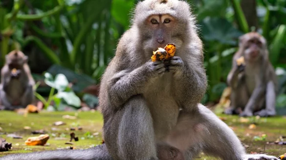 Hungrige Affen auf Bali - &copy; Foto: Firdia Lisnawati/AP/dpa