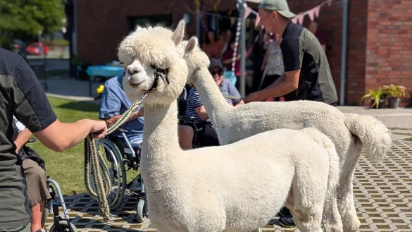 Alpakas verzauberten die Senioren in der WG am Rathaus. - © WG am Rathaus