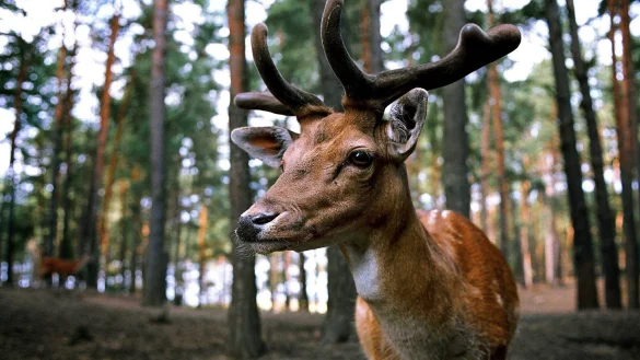 - &copy; Symbolbild: Pixabay