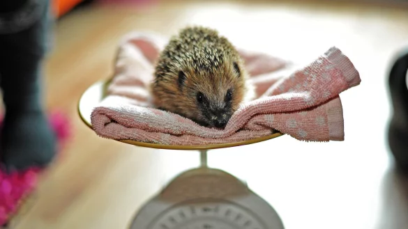 Mindestens 500 Gramm sollten Igel wiegen, um sie wieder in die Natur zu entlassen. - &copy; Nicole Ellerbrake