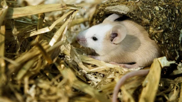 Stachelmaus - &copy; Foto: Markus Scholz/dpa-tmn