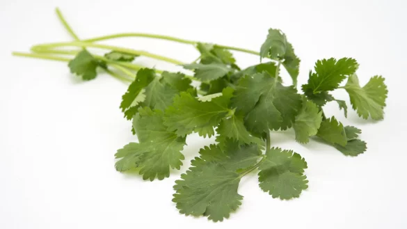 Koriander - &copy; Foto: Andrea Warnecke/dpa-tmn