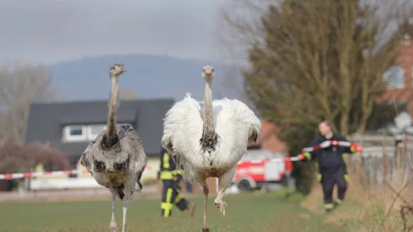 Wilde Jagd: Die Feuerwehrm&auml;nner versuchen, die Laufv&ouml;gel einzufangen. - &copy; Alex Lehn