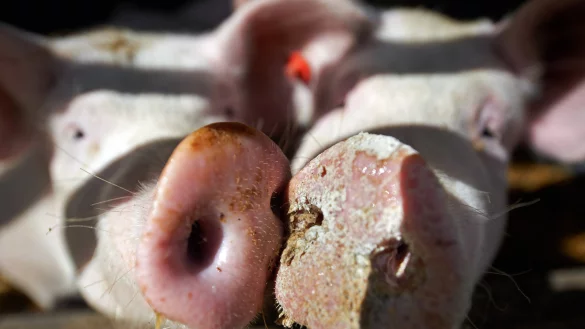 Symbolfoto: Bei diesem Bild handelt es sich nicht um Tiere aus der Schweinemast von Firma Meier Brakenberg. - &copy; dpa