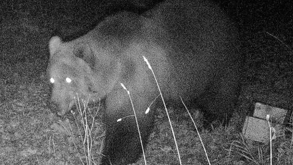 Wildtierkamera - &copy; Foto: -/Bayerisches Landesamt f&uuml;r Umwelt/dpa