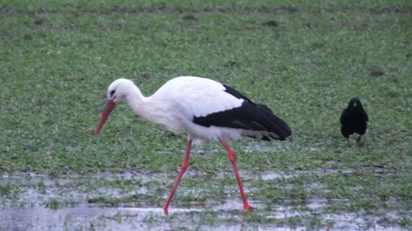 Der L&ouml;hner Storch Kalli scheint zur&uuml;ck auf der Blutwiese zu sein. Hier ist er auf Futtersuche. - &copy; Marion Schr&ouml;der