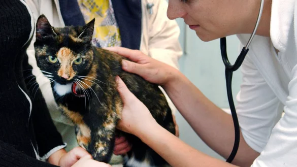 Katze beim Tierarzt - &copy; Foto: Patrick Pleul/dpa