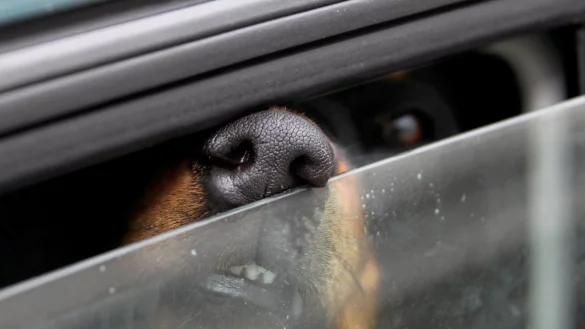 Hunde sicher transportieren - &copy; Foto: Stephan Jansen/dpa