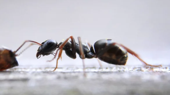 Ameisen im Tierhandel - &copy; Foto: Karl-Josef Hildenbrand/dpa
