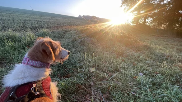 H&uuml;ndin "Randy" genie&szlig;t die Herbstsonne. - &copy; Silke Buhrmester