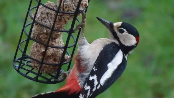 Ein Buntspecht gehört bei der „Stunde der Wintervögel“ eher zu den seltener gesichteten Arten – nicht einmal in jedem zweiten Garten wird er im Laufe der Aktion entdeckt. - © Knut Schwarzer