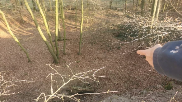 Der Finder, der sein Gesicht nicht zeigen möchte, zeigt auf die Fundstelle im Wald. - © Sylvia Frevert