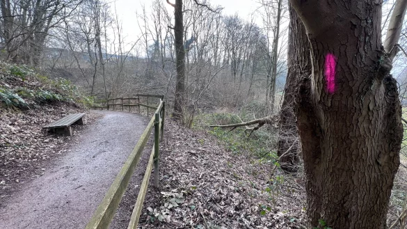 Auf dem Philosophenweg sollen B&auml;ume gef&auml;llt werden. - &copy; Seda Hagemann