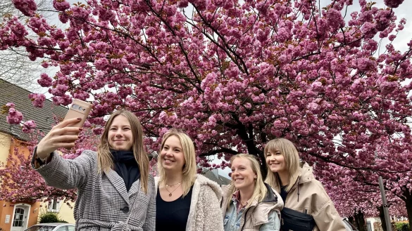 Die Kirschbl&uuml;tenallee Auf dem langen Kampe zieht jetzt wieder viele Fans pinker Bl&uuml;tenpracht an. Christina (v. l.), Anita, Monika und Regina sind begeistert. - &copy; Jens Reichenbach