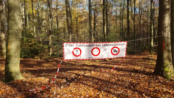 Viel Holz wurde die vergangenen Jahre aus dem Lemgoer Forst geholt. Auch, um den Wald fit für die Zukunft zu machen und der Naturverjüngung Raum zu geben. - © Stadt Lemgo