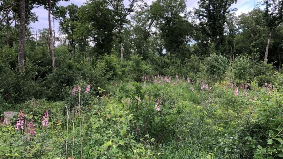 So sieht ein typischer Mittelwald aus. - © LVL/Fritzemeier