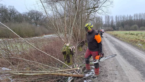 Am Norderteich werden die Kopfweiden geschneitelt. - © Landesverband Lippe