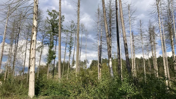 Teile des Stadtwalds sind stark geschädigt. Hier müssen Bäume auch zum Schutz von Fußgängern gefällt werden. - © Cordula Gröne