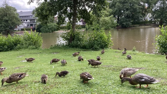Auch die nördliche Uferseite im Seekurpark soll saniert und mit einem Steg ausgestattet werden. - © Cordula Gröne