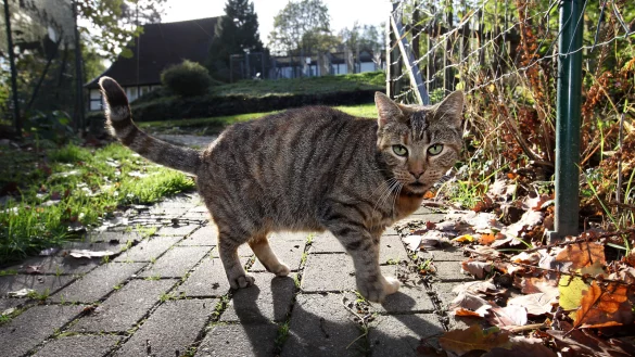 Eine Katze tummelt sich vor dem Tierheim in Detmold. Die Mitarbeiter dort sind schockiert &uuml;ber die Folter, die einem Tier aus Lemgo angetan wurde. - &copy; Archivfoto: Bernhard Preu&szlig;