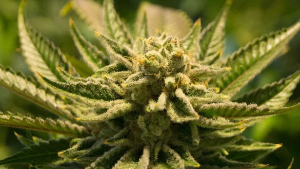 Ein Rauschgifthändler wurde verurteilt. - © Symbolfoto: pixabay