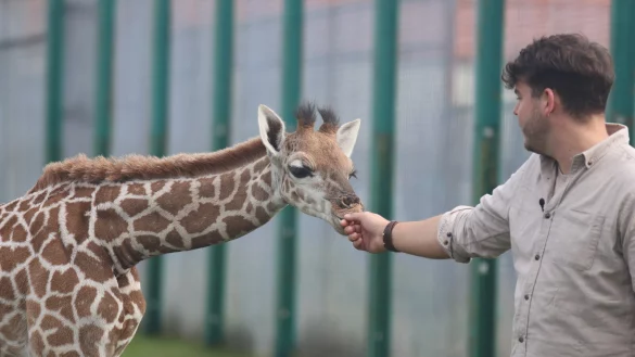 Diese Wimpern! Man kann sie so gut erkennen, weil sich das Giraffenbaby ganz darauf konzentriert, die Hand von Markus K&ouml;chling, zu studieren. F&uuml;r den Zoologischen Leiter des Safarilandes eine Premiere: So nah ist er einem Giraffenbaby noch nie gewesen. - &copy; Sigurd Gringel