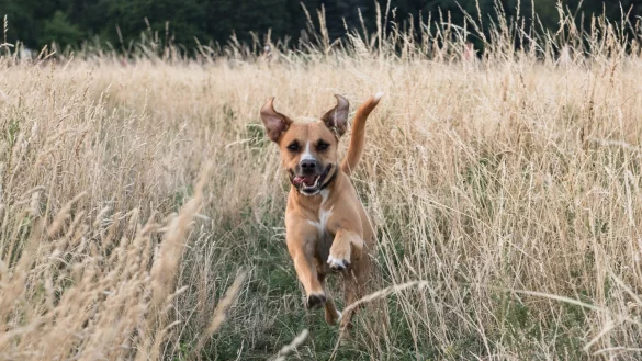 Ein Hund springt &uuml;ber die Wiese - &copy; Foto: Robert G&uuml;nther