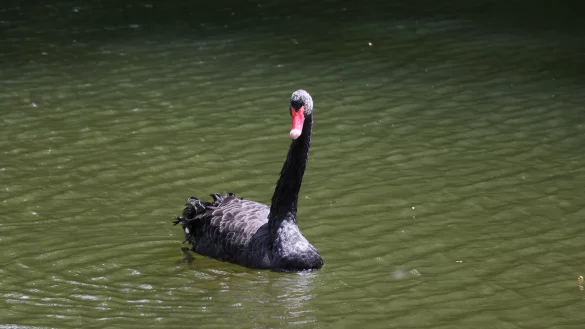 Verwitwet: Der &uuml;brig gebliebene schwarze Schwan zieht nun einsam seine Runden auf dem Schlossgraben. - &copy; Till Sadlowski