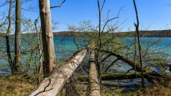 Biosph&auml;renreservat - &copy; Foto: Patrick Pleul/dpa-Zentralbild/ZB